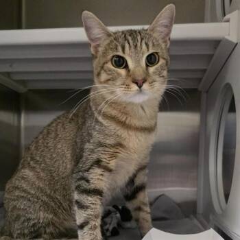 CHEX -  Domestic Short Hair Cat for Adoption in St. Louis, Missouri - CHEX | PetCurious