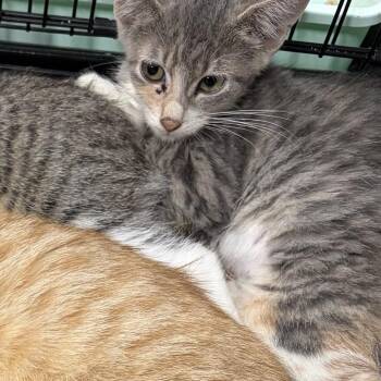 Nash -  Domestic Short Hair Cat for Adoption in Rochester, Minnesota - Nash | PetCurious