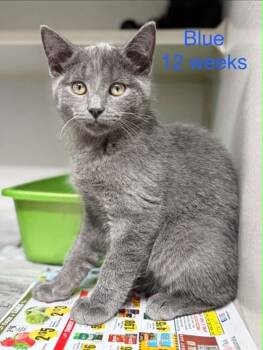 Russian Blue and Domestic Short Hair Cats Available for Adoption in Fayetteville, West Virginia - Blue | PetCurious