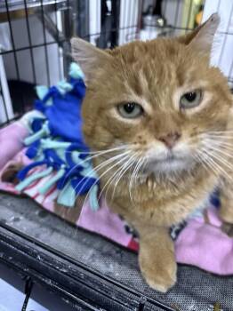 Domestic Short Hair Cats Available for Adoption - Rooster | PetCurious