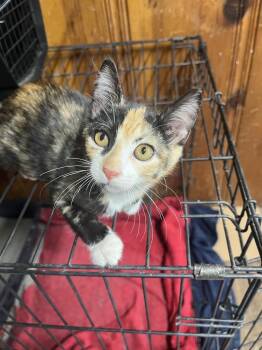 Malibu -  Domestic Short Hair Cat for Adoption in Bolivar, Missouri - Malibu | PetCurious