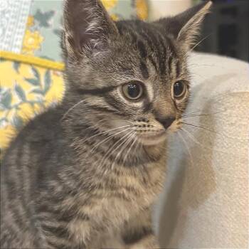 Allak -  Domestic Short Hair Cat for Adoption in Fredericksburg, Virginia - Allak | PetCurious