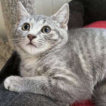 Reed -  Domestic Short Hair Cat for Adoption in Clifton, New Jersey - Reed | PetCurious