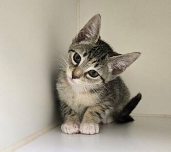 PINOT -  Domestic Short Hair Cat for Adoption in Texas City, Texas - PINOT | PetCurious
