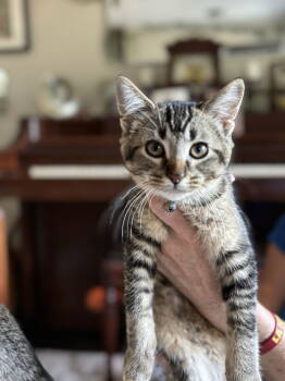 Rescue Domestic Short Hair Cats for Adoption in Walled Lake, Michigan - Kaiden | PetCurious