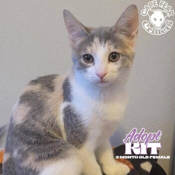 Kit -  Dilute Calico Cat for Adoption in Wilmington, North Carolina - Kit | PetCurious