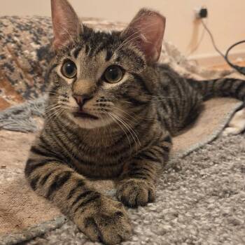 Domestic Short Hair Cats Available for Adoption - Fluffy | PetCurious