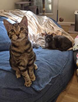 Rocket Man and Serendipity -  Domestic Short Hair Cat for Adoption in Seattle, Washington - Rocket Man And Serendipity | PetCurious