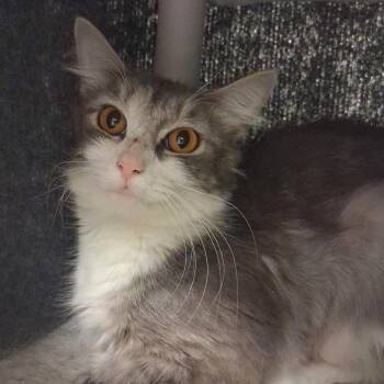 Domestic Medium Hair Cats Available for Adoption in Dayton, Ohio - Katydid | PetCurious
