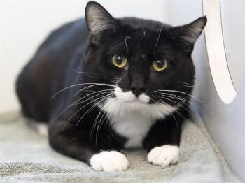 BUG -  Domestic Short Hair Cat for Adoption in Phoenix, Arizona - BUG | PetCurious