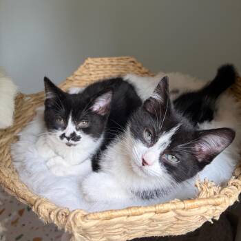 Princess Mia -  Domestic Short Hair Cat for Adoption in Bloomington, Illinois - Princess Mia | PetCurious