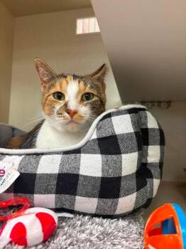 Bella (Pajama) -  Domestic Short Hair Cat for Adoption in Chicago, Illinois - Bella (Pajama) | PetCurious