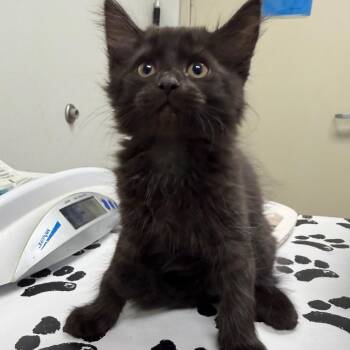 Onyx -  Domestic Short Hair Cat for Adoption in Harrisonburg, Virginia - Onyx | PetCurious