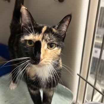 Domestic Short Hair Cats Available for Adoption - Salem | PetCurious