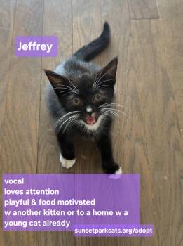Jeffrey -  Domestic Short Hair Cat for Adoption - Jeffrey | PetCurious