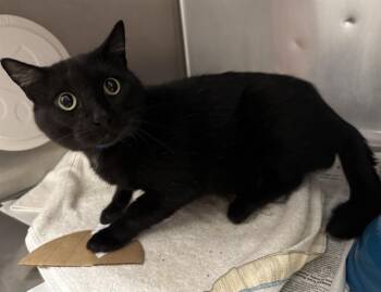 Rescue Domestic Short Hair Cats for Adoption in Brentwood, Missouri - PHANTOM | PetCurious