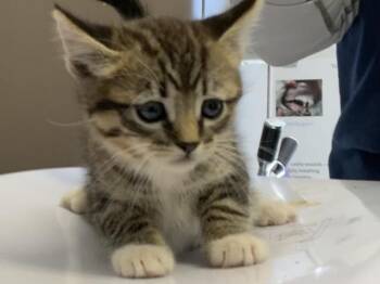 Domestic Short Hair Cats Available for Adoption in Visalia, California - A253141 | PetCurious