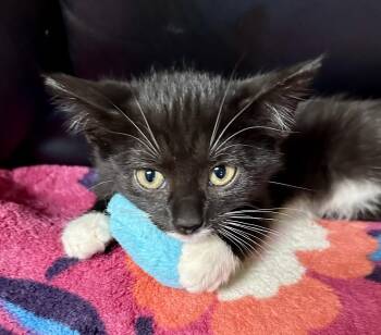 Debbie -  Domestic Short Hair Cat for Adoption in Wayne, New Jersey - Debbie | PetCurious