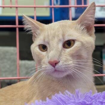 Oak -  Domestic Short Hair Cat for Adoption in Springfield, Illinois - Oak | PetCurious