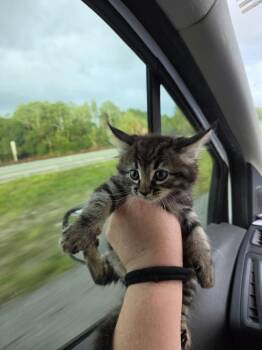 Da Vinci -  Domestic Short Hair Cat Available for Adoption in Town 