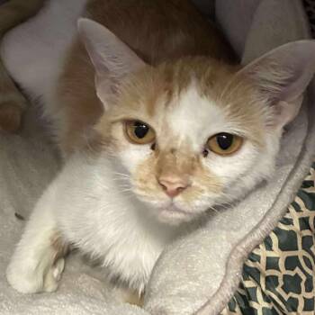 Rescue Domestic Short Hair Cats for Adoption in Petersburg, Illinois - September | PetCurious