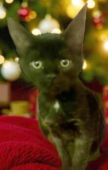 Rescue Domestic Short Hair Cats for Adoption in North Highlands, California - London J | PetCurious