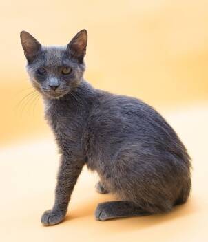 Rescue Domestic Short Hair Cats for Adoption in Springfield, Missouri - Purple Majesty | PetCurious