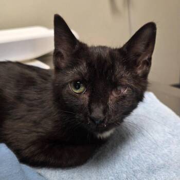 Domestic Short Hair Cats Available for Adoption - Aidan (bonded To Willie) | PetCurious