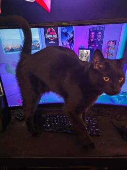 Bombay Cats Available for Adoption - ZHIMM | PetCurious