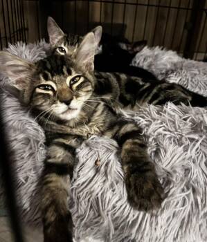 Wolf Hollanov -  Domestic Medium Hair and Tabby Cat for Adoption in Chandler, Arizona - Wolf Hollanov | PetCurious