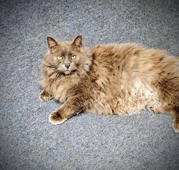 Rescue Domestic Long Hair Cats for Adoption in Greensburg, Pennsylvania - PoundCake | PetCurious