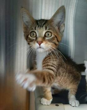 Domestic Short Hair Cats Available for Adoption in Georgetown, Ohio - Sparky | PetCurious