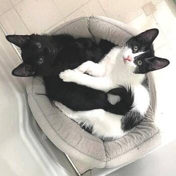 Spot -  Domestic Short Hair Cat for Adoption in Millcreek, Utah - Spot | PetCurious