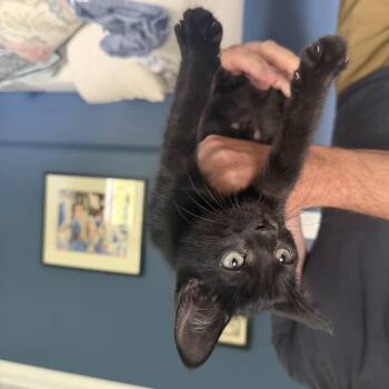 Nico -  Domestic Short Hair Cat for Adoption in Wakefield, Quebec - Nico | PetCurious