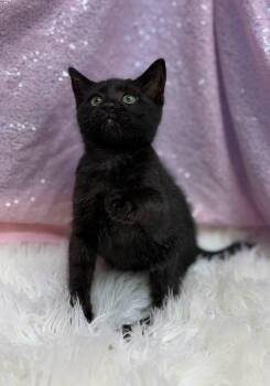 Megatron -  Domestic Short Hair Cat for Adoption in Clarkesville, Georgia - Megatron | PetCurious