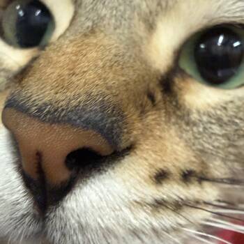 Estrella -  Bengal Cat Available for Adoption in Pomona, California - Estrella | PetCurious