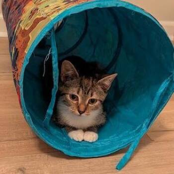 Katabasis -  Domestic Short Hair Cat for Adoption in Brownsboro, Alabama - Katabasis | PetCurious