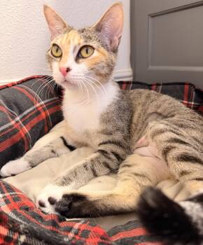 Tilly -  Domestic Short Hair Cat for Adoption in Austin, Texas - Tilly | PetCurious