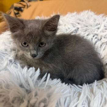Wyatt -  Domestic Long Hair Cat for Adoption in Lewisville, Texas - Wyatt | PetCurious