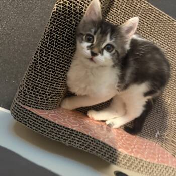 Babybel -  Domestic Medium Hair Cat for Adoption in Woodinville, Washington - Babybel | PetCurious