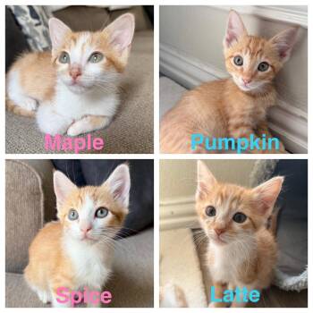 Pumpkin E. -  Domestic Short Hair and Tabby Cat for Adoption in Frisco, Texas - Pumpkin E. | PetCurious