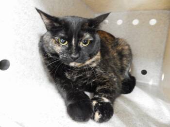 Rescue Tortoiseshell Cats for Adoption in Mesquite, Nevada - Hazelnut | PetCurious