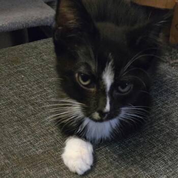 Mystery -  Domestic Short Hair Cat for Adoption - Mystery | PetCurious