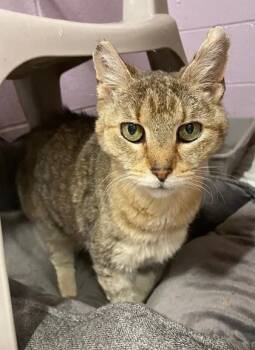 Alice -  Domestic Short Hair Cat for Adoption in Annapolis, Maryland - Alice | PetCurious
