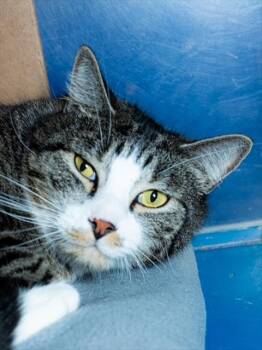 TRISCUIT -  Domestic Short Hair Cat for Adoption in Boston, Massachusetts - TRISCUIT | PetCurious