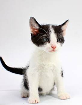 Wally -  Domestic Short Hair Cat for Adoption in Morton Grove, Illinois - Wally | PetCurious