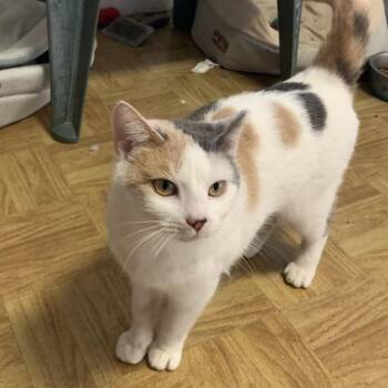 Domestic Short Hair and American Shorthair Cats Available for Adoption - Emily Estep | PetCurious