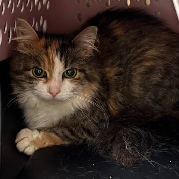 Domestic Long Hair Cats Available for Adoption in Chippewa Falls, Wisconsin - Ethernet | PetCurious