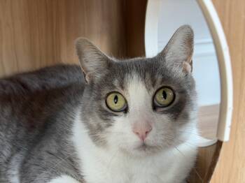 Ophelia -  American Shorthair Cat for Adoption in Hull, Massachusetts - Ophelia | PetCurious
