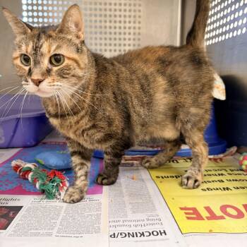 Lovey -  Domestic Short Hair Cat for Adoption in Logan, Ohio - Lovey | PetCurious
